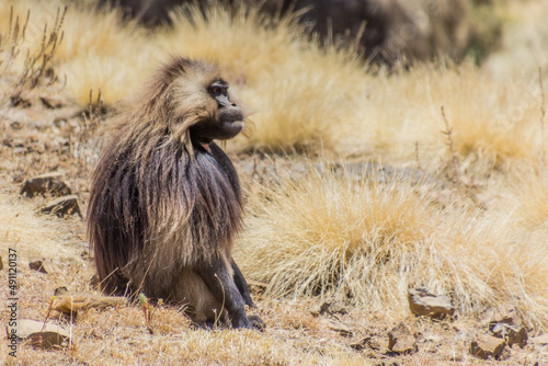 Gelada monkey (Theropithecus gelada) in Simien mountains, Ethiopia