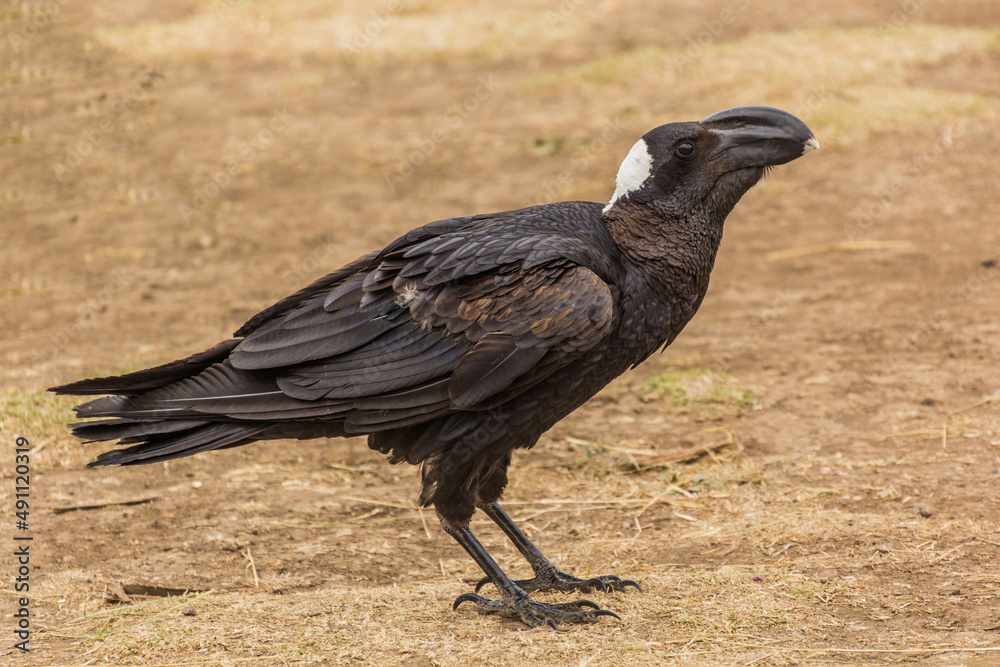 Obraz premium Thick-billed raven (Corvus crassirostris) in Simien mountains, Ethiopia