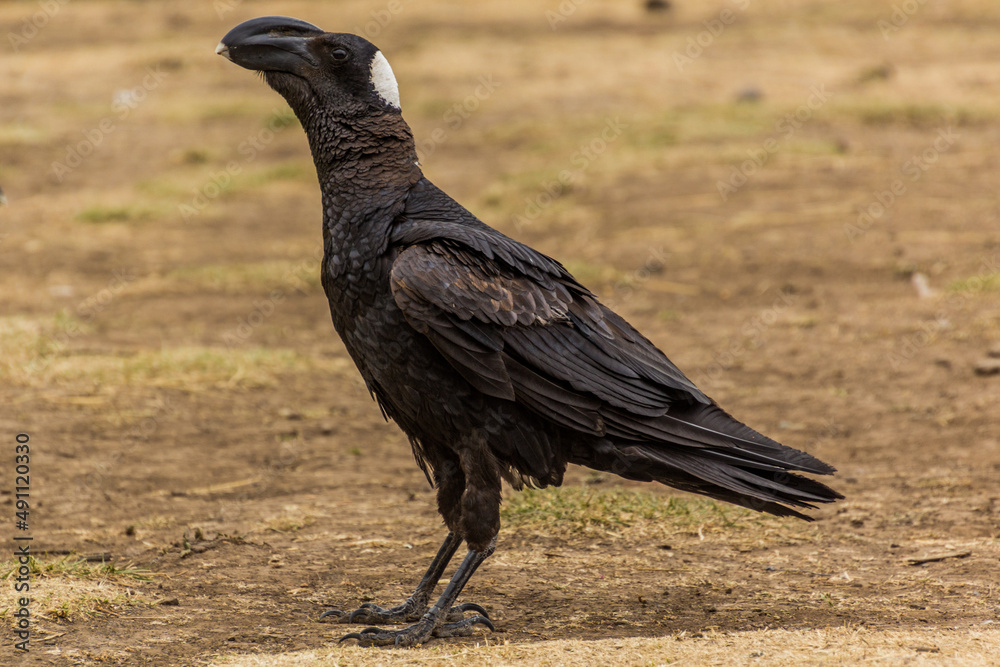 Naklejka premium Thick-billed raven (Corvus crassirostris) in Simien mountains, Ethiopia