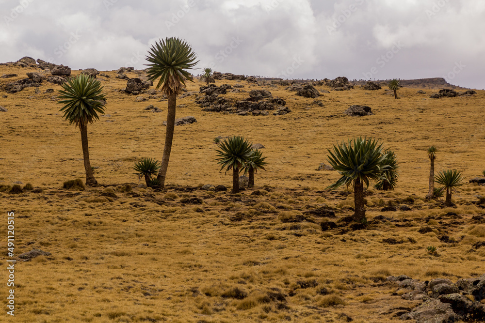 Giant lobelia (Lobelia rhynchopetalum) in Simien mountains, Ethiopia