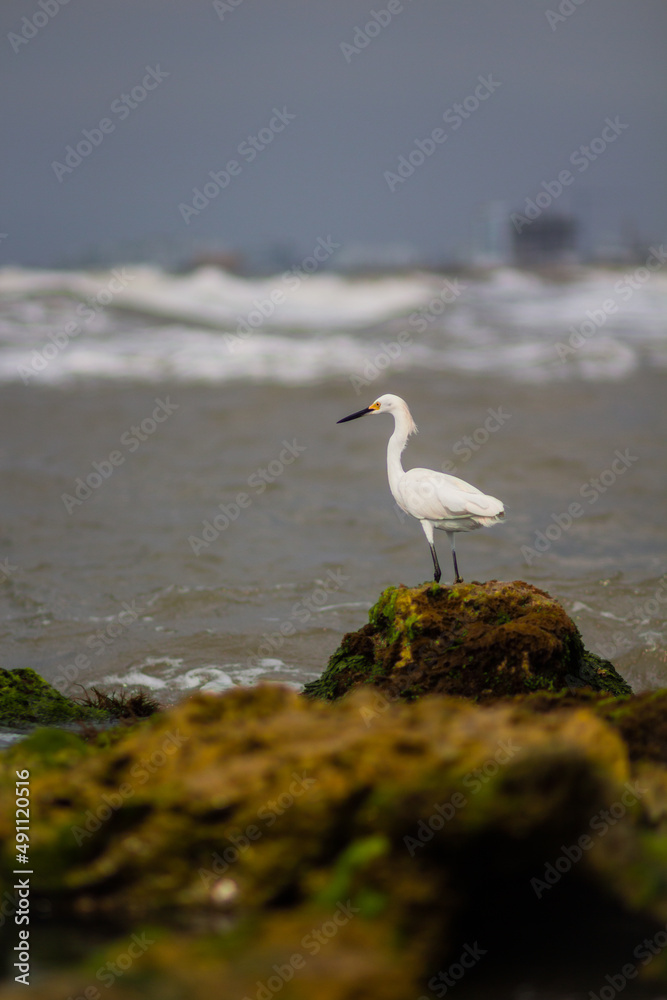 A beautiful photo of a white tropical bird with long black legs and a black long beak standing on a stone on the shore of the Caribbean Sea, waves A beautiful photo of a white tropical bird with long black legs and a black long beak standing on a stone on the shore of the Caribbean Sea, waves