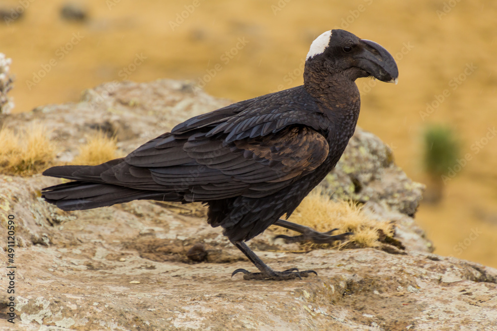 Thick-billed raven (Corvus crassirostris) in Simien mountains, Ethiopia Thick-billed raven (Corvus crassirostris) in Simien mountains, Ethiopia