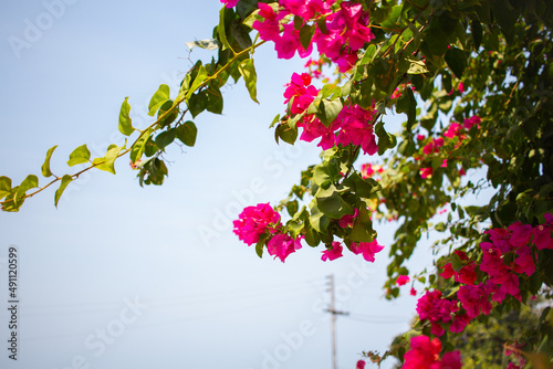 beautiful tropical plants with pink flowers against the blue sky, Colombia