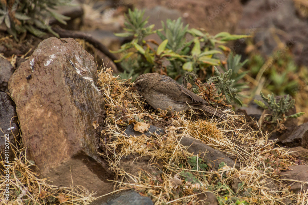 Brown-rumped seedeater (Crithagra tristriata) in Simien mountains, Ethiopia Brown-rumped seedeater (Crithagra tristriata) in Simien mountains, Ethiopia