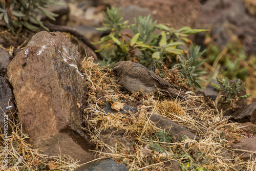 Brown-rumped seedeater (Crithagra tristriata) in Simien mountains, Ethiopia