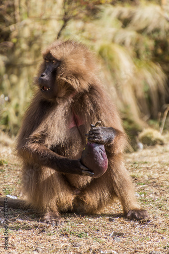 Gelada monkey (Theropithecus gelada) eating a stolen eggplant in Simien mountains, Ethiopia