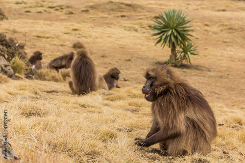 Gelada monkeys (Theropithecus gelada) in Simien mountains, Ethiopia © Matyas Rehak