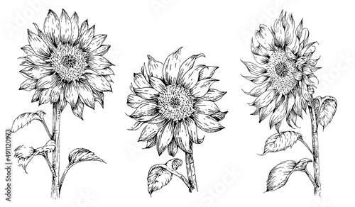 set of hand drawn sunflower illustrations in engraved style, isolated on white background