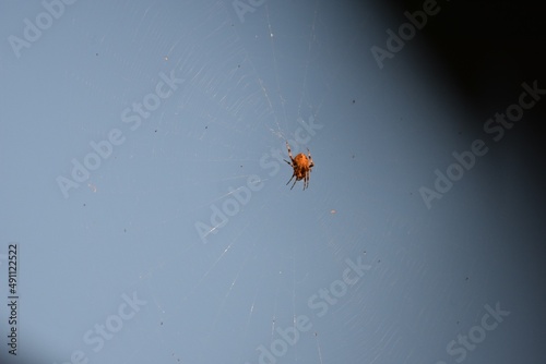 Spider that is brown against sky with web 2 