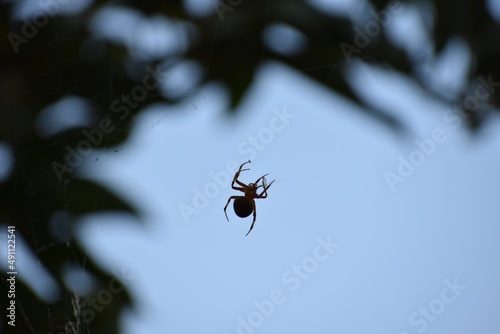 Spider silhouetted against sky with leaves in silhouette 