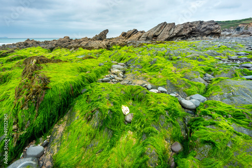 Vibrant green sea moss covered rocks and pinnacles of slate,Dollar Cove,Gunwalloe, Helston,Cornwall,England,UK. photo