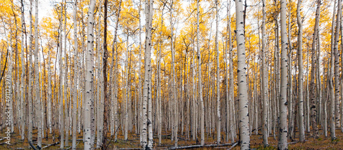 Billede på lærred Thick forest of yellow aspen trees during the peak fall foliage season in Colora