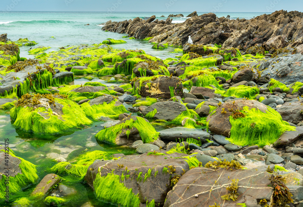 Vibrant green sea moss covered rocks at low tide,in seawater puddles,Dollar Cove,Gunwalloe, Helston,Cornwall,England,UK.