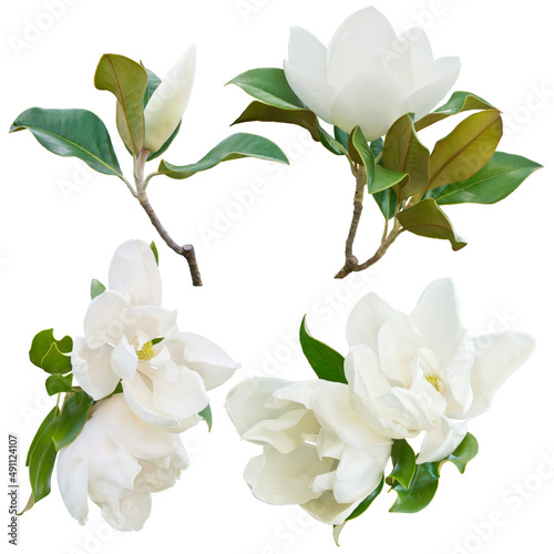 Magnolia Flowers on White Background © SunnyS