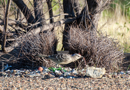 Foto Great bowerbird at a nest in  North Queensland, Australia.