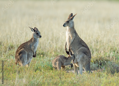 Grey kangaroo with baby joey.