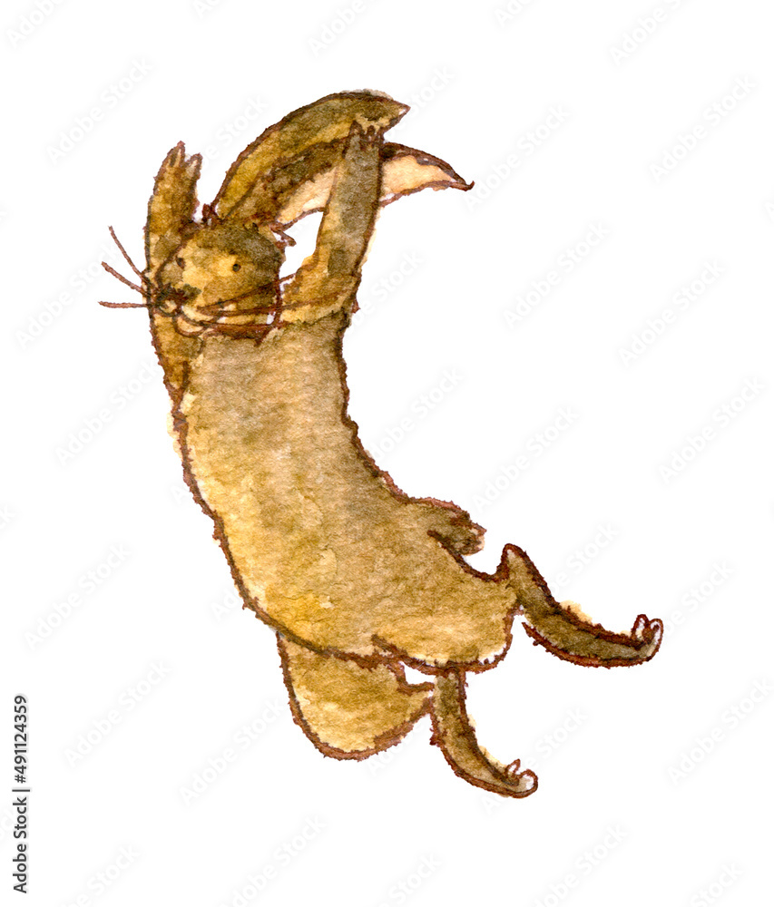 Fototapeta premium Hare058