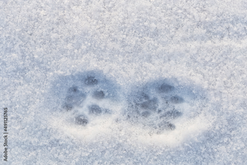 Obraz premium Cat tracks in the snow. Animal life in winter.