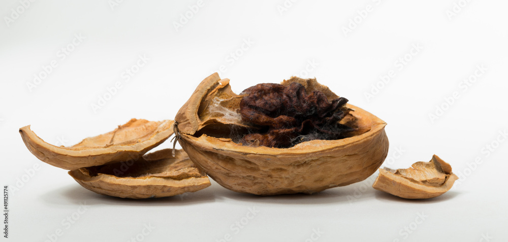 Walnuts are rounded, single-seeded stone fruits of the walnut tree. A spoiled, rotten, broken fruit. Walnuts are rounded, single-seeded stone fruits of the walnut tree. A spoiled, rotten, broken fruit.