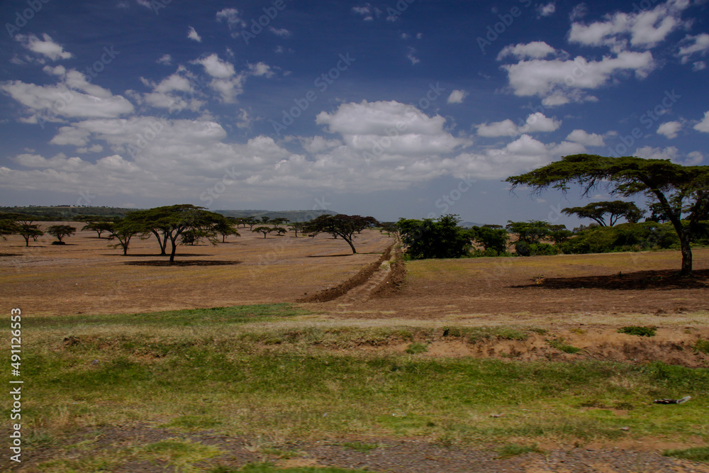 Obraz premium landscape with trees and road in savanna