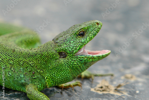 green lizard with open mouth