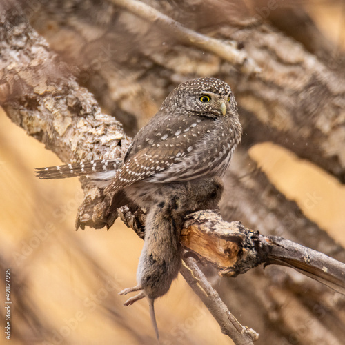 Northern pygmy owl (Glaucidium californicum) with vole kill Colorado, USA