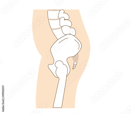 Relationship between pelvic tilt and posture..