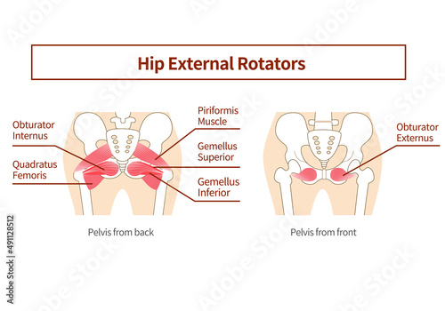 Inner muscle illustration of hip external rotation six muscles