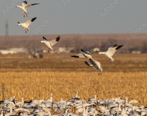 Snow geese (Anser caerulescens) in flight landing in flock feeding in corn field Eastern Colorado, USA © Michael