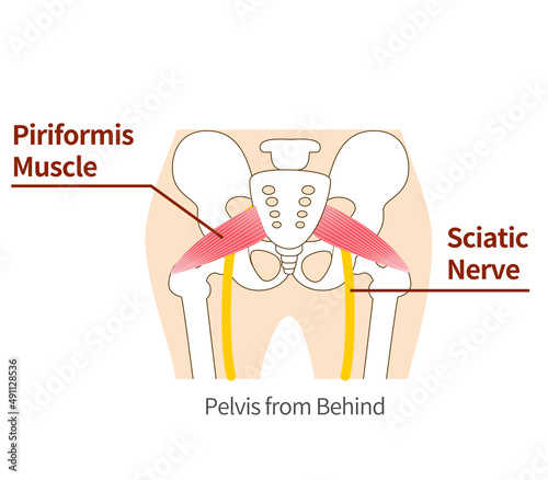 Illustration of piriformis and sciatic nerve