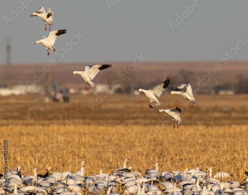 Snow geese (Anser caerulescens) in flight landing in flock feeding in corn field Eastern Colorado, USA © Michael