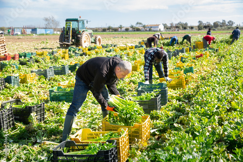 Confident man engaged in cultivation of organic vegetables, arranging crop of ripe celery in boxes on field. Harvest time