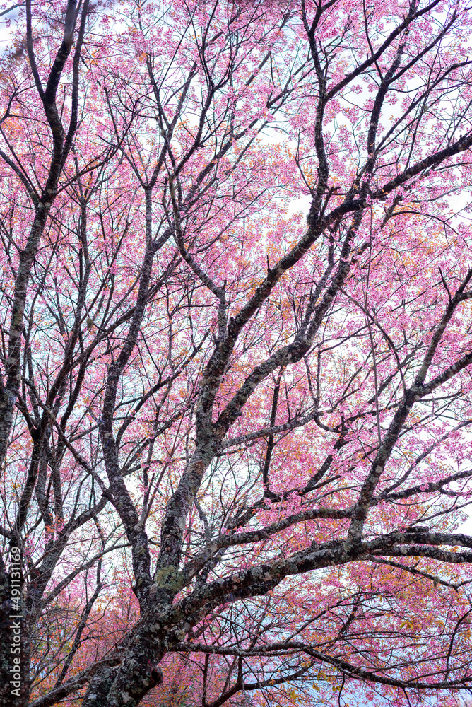 Beautiful pink cherry blossom or sukura flower in white background, sakura flower Beautiful pink cherry blossom or sukura flower in white background, sakura flower
