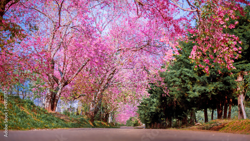 Spring Cherry Blossom or sakura flower blooming on Path through a beautiful road   Chiang mai   Thailand