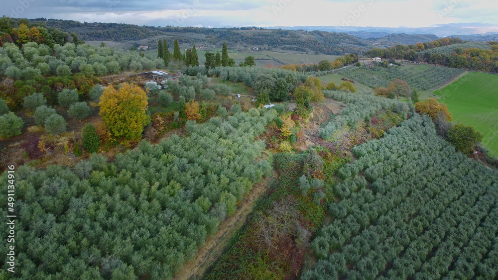 Olive tree fields in Tuscany aerial view - travel photography Olive tree fields in Tuscany aerial view - travel photography
