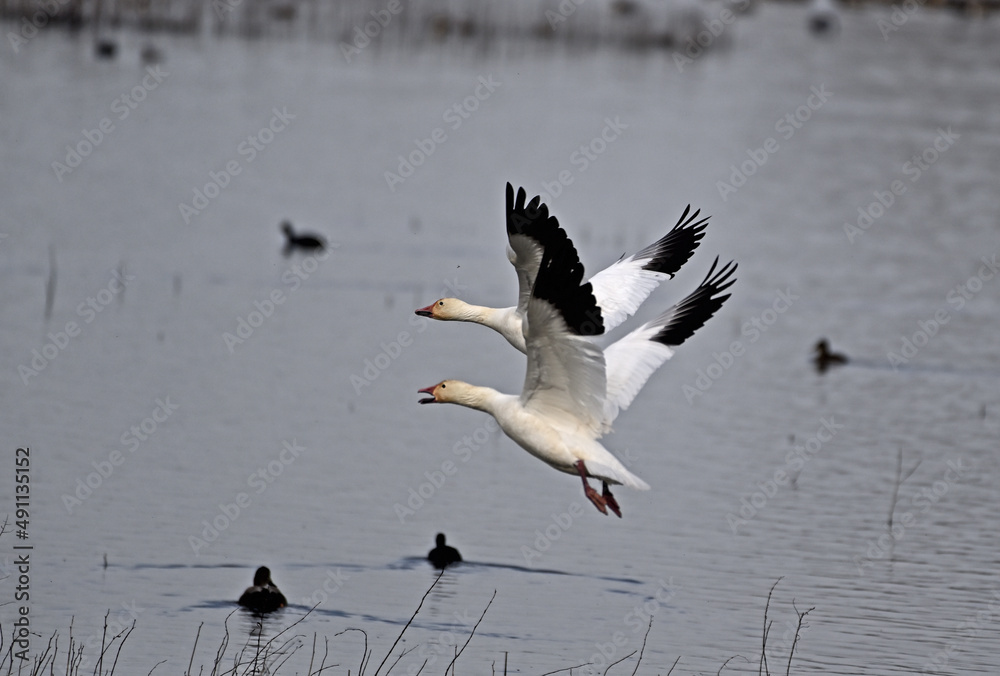 Snow Geese - Anser caerulescens Snow Geese - Anser caerulescens