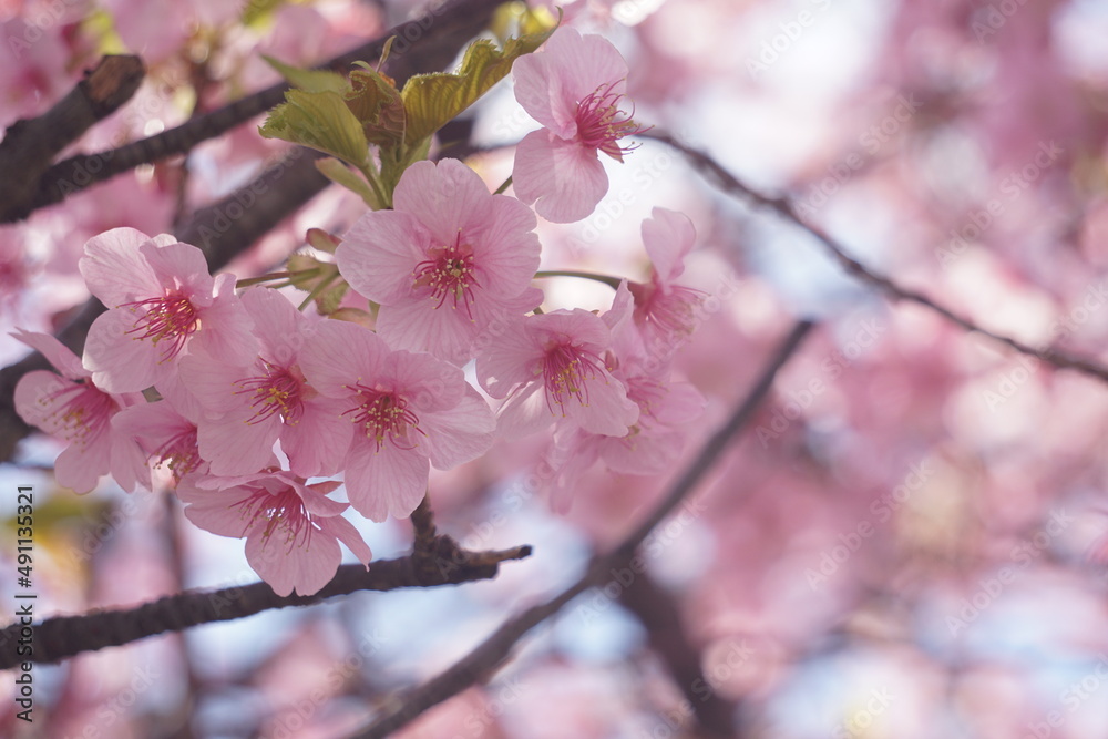 桜 桜