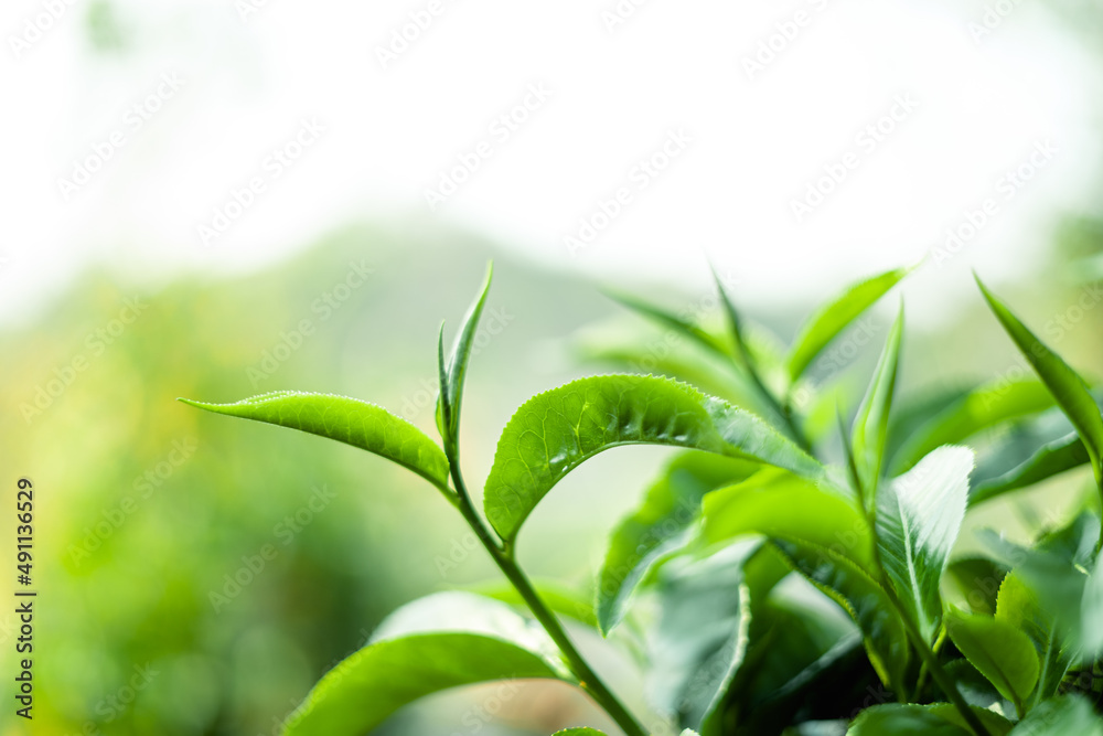 green tea leaves in nature evening light green tea leaves in nature evening light