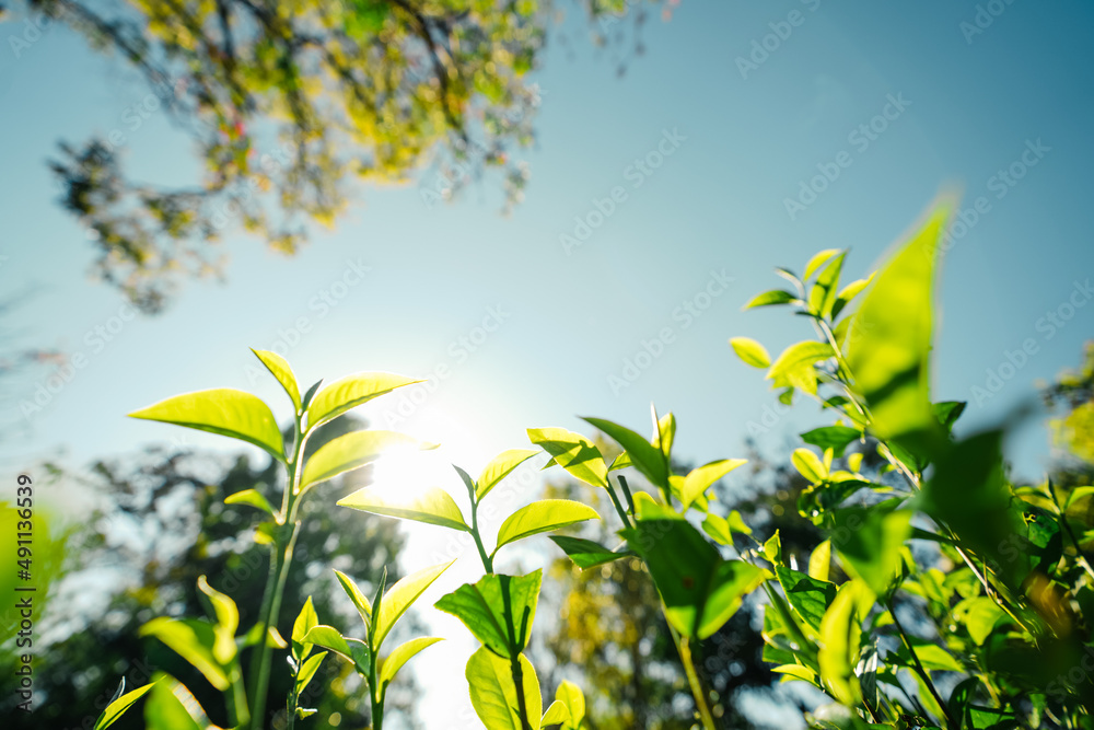 green tea leaves in nature evening light green tea leaves in nature evening light