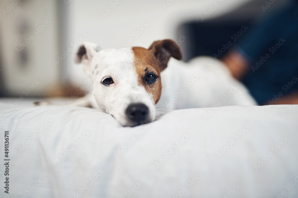The perfect home for a pup like me. Shot of an adorable dog relaxing on a bed at home. The perfect home for a pup like me. Shot of an adorable dog relaxing on a bed at home.