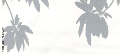Wallpaper Mural Branch with exotic leaves on white wall background. Torontodigital.ca