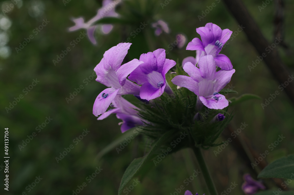 Purple wild flower bouquet, Doi Luang, Chiang Dao, Chiang Mai, Thailand.