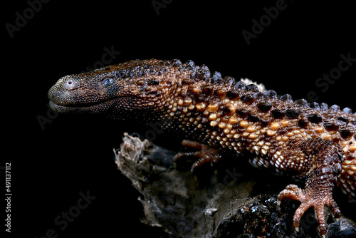 Earless Monitor (Lanthanotus borneensis) closeup on wood, Earless Monitor closeup with black background