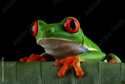 Red-eyed tree frog closeup on green leaves, Red-eyed tree frog (Agalychnis callidryas) closeup on branch