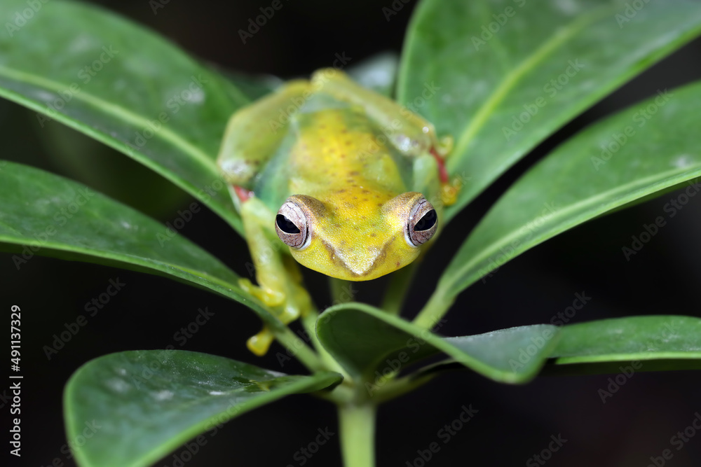 Jade tree frog closeup on green leaves, Indonesian tree frog, Rhacophorus dulitensis or Jade tree frog closeup Jade tree frog closeup on green leaves, Indonesian tree frog, Rhacophorus dulitensis or Jade tree frog closeup