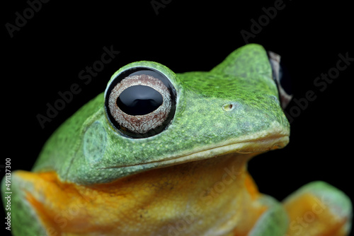 Javan tree frog closeup image, rhacophorus reinwartii on green leaves