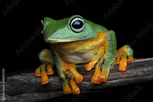 Javan tree frog closeup image, rhacophorus reinwartii on green leaves