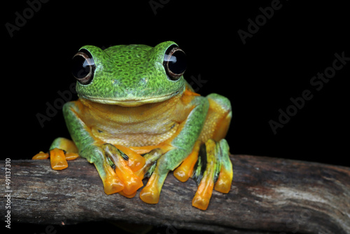 Javan tree frog closeup image, rhacophorus reinwartii on green leaves photo