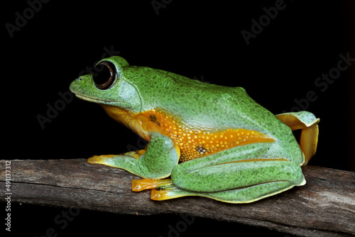 Javan tree frog closeup image, rhacophorus reinwartii on green leaves photo