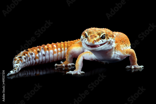 Leaopard gecko closeup in reflection with black background, Tomato gecko closeup, animal closeup photo